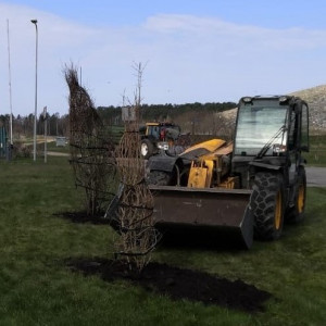 Pentuļi_koki_2021 Pentuļi_koki_2021